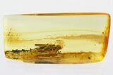 Detailed Fossil Caddisfly (Trichoptera) In Baltic Amber #307800-1